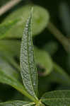 Culver's root